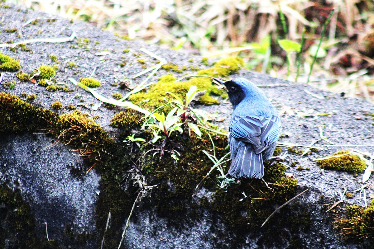 Masked Flowerpiercer - ML647533827