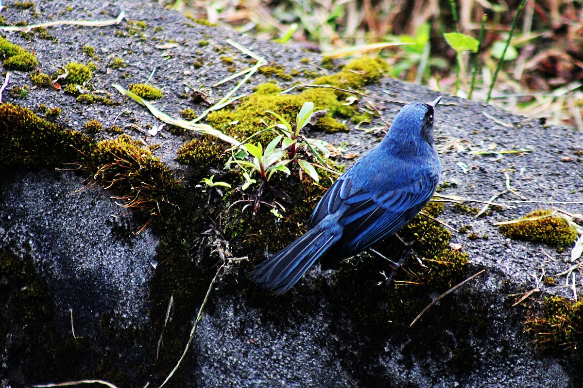 Masked Flowerpiercer - ML647533828