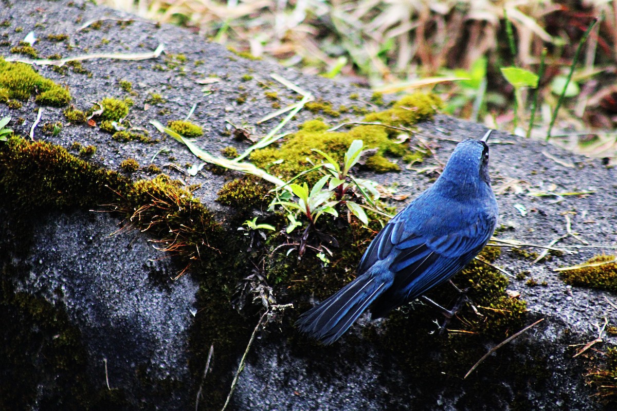 Masked Flowerpiercer - ML647533829