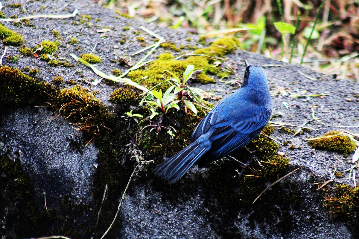 Masked Flowerpiercer - ML647533830
