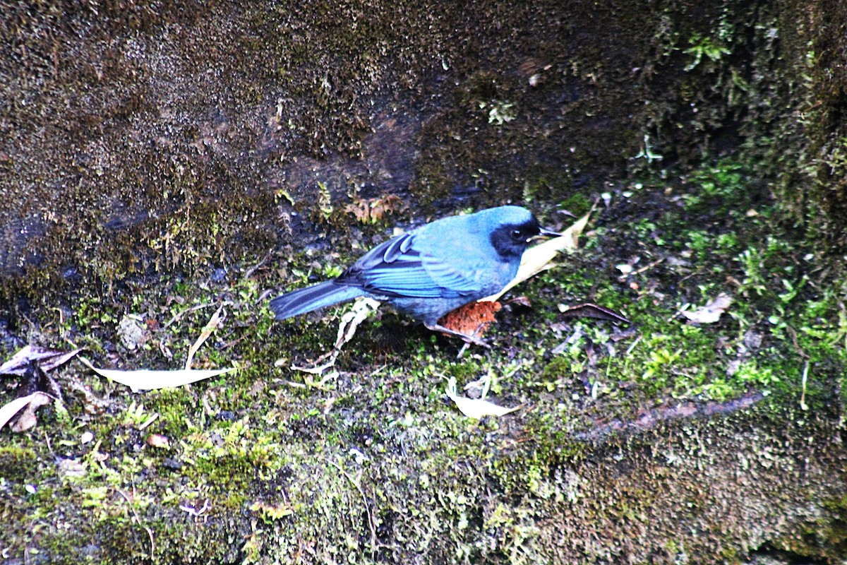 Masked Flowerpiercer - ML647533831