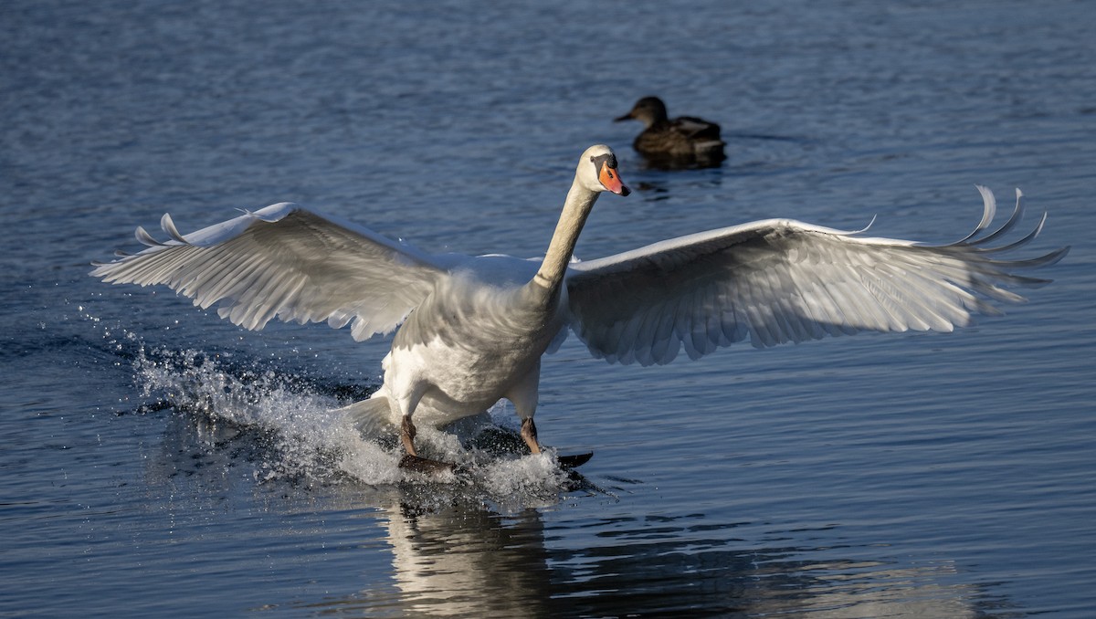Mute Swan - ML647533832