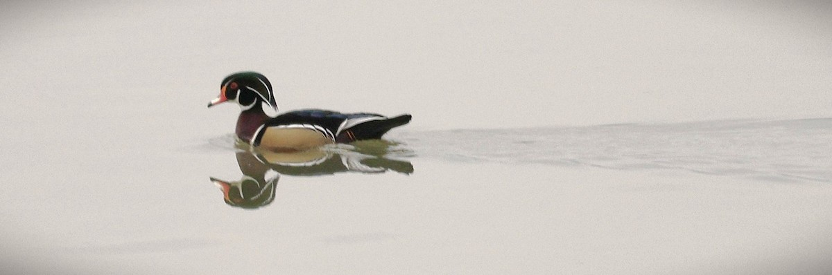 Wood Duck - ML647533833