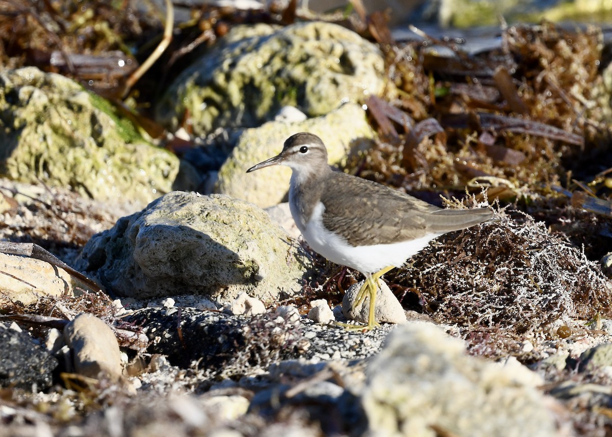 Spotted Sandpiper - ML647533834