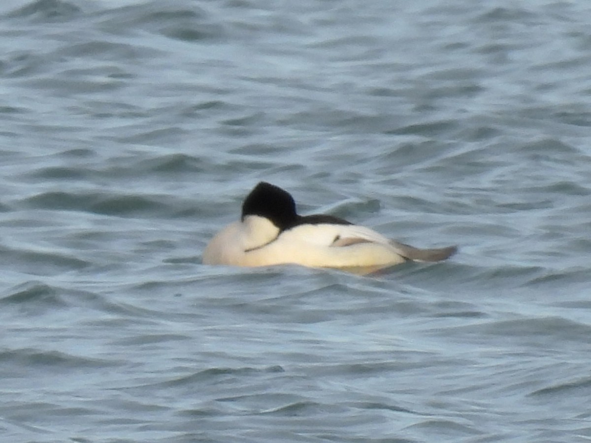 Common Merganser - ML647533835