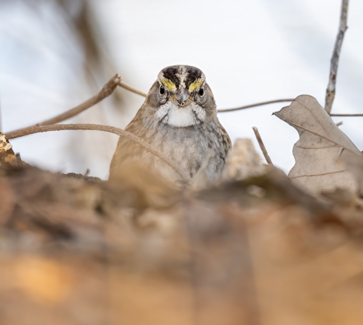 White-throated Sparrow - ML647533837
