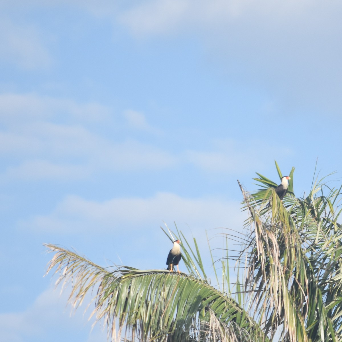 Crested Caracara - ML647533838