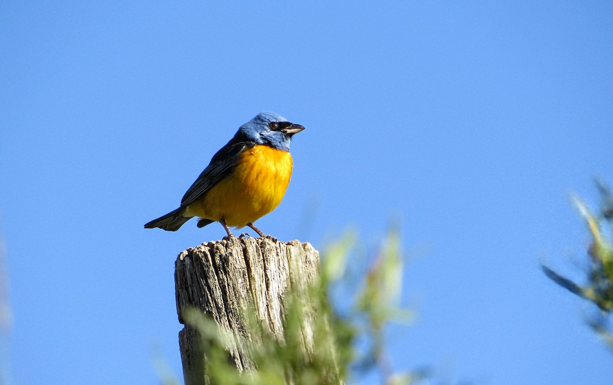 Blue-and-yellow Tanager - ML647533839
