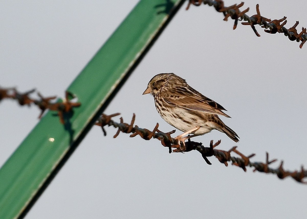 Savannah Sparrow - ML647533842
