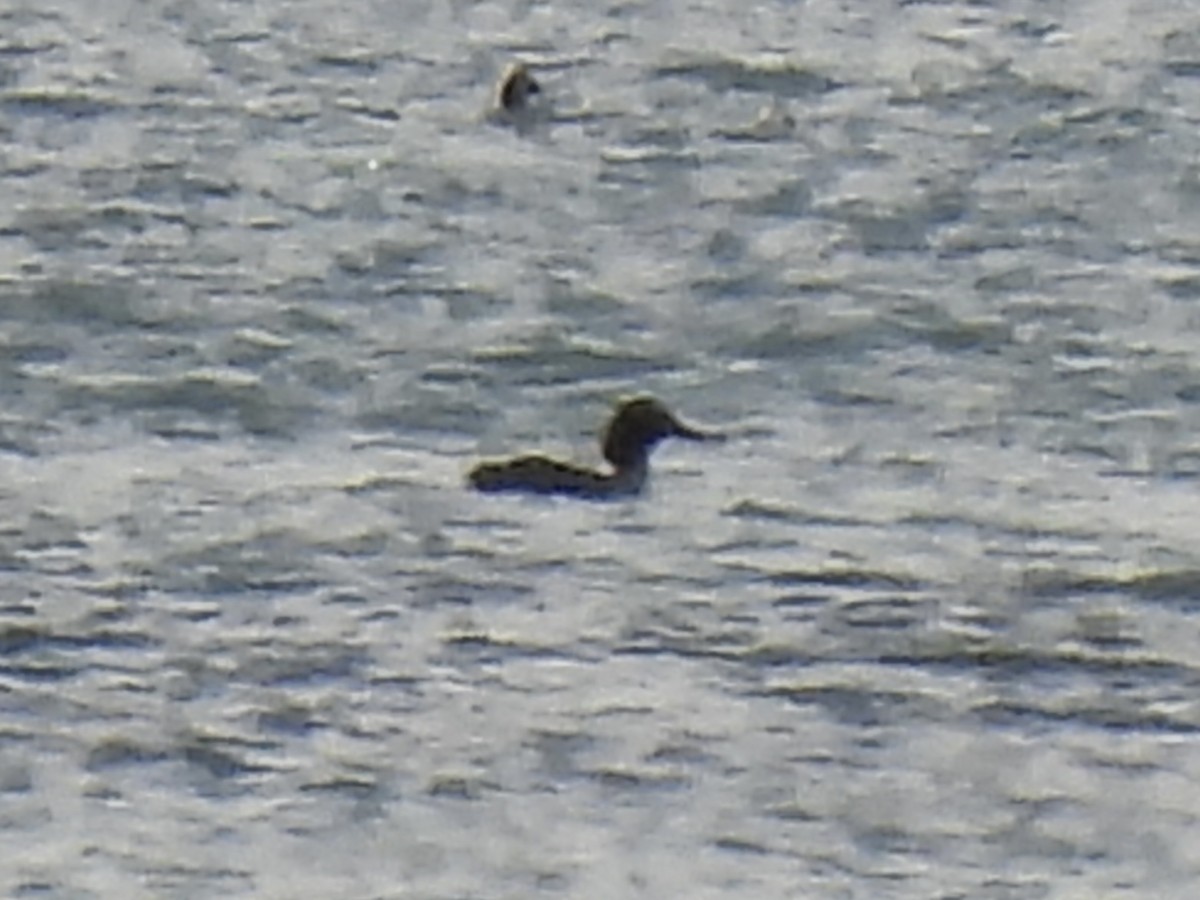 Mittelsäger - ML647533850