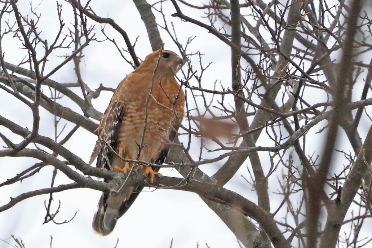Buse à épaulettes - ML647533857