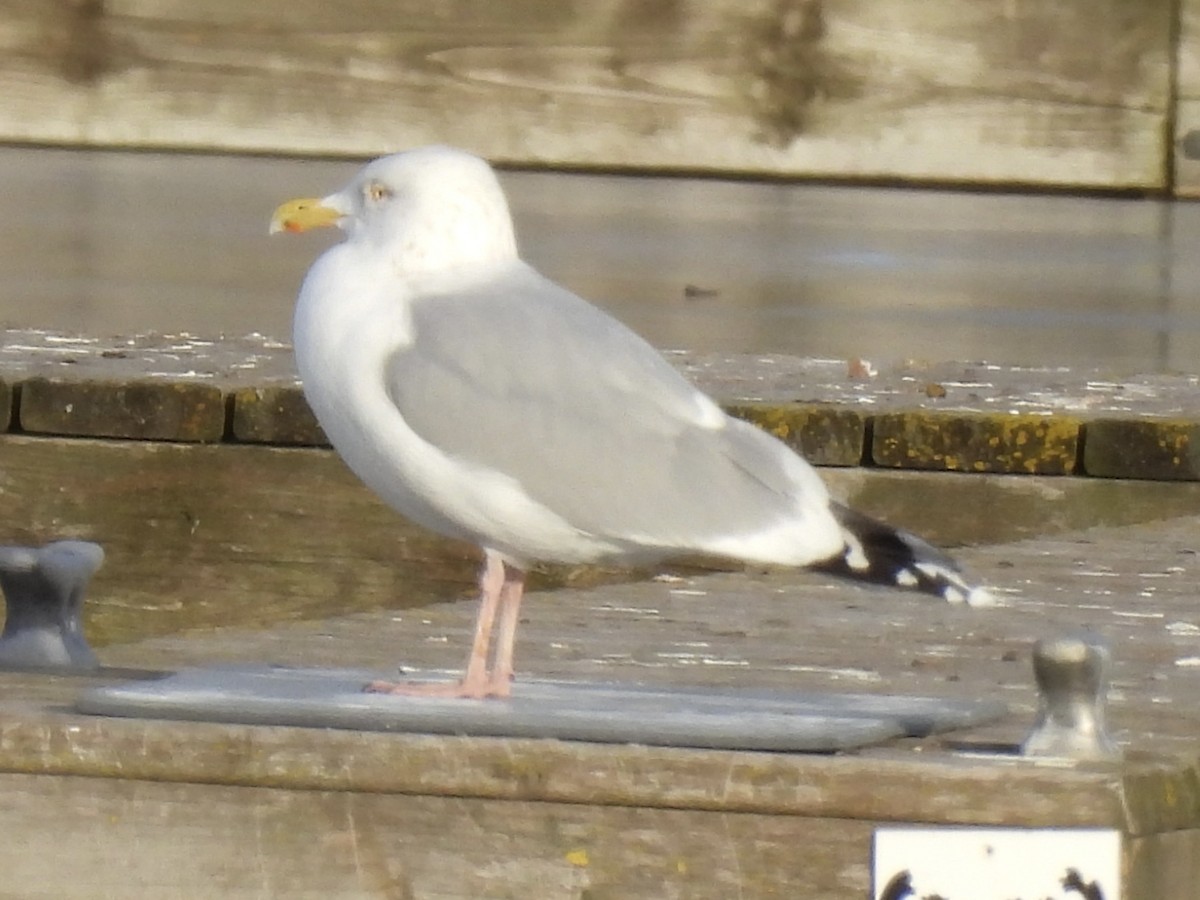 Kanadamöwe - ML647533862