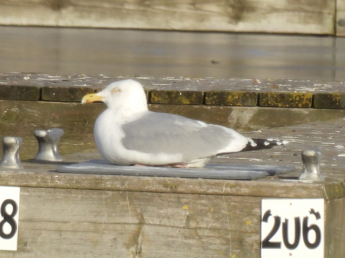 Kanadamöwe - ML647533863