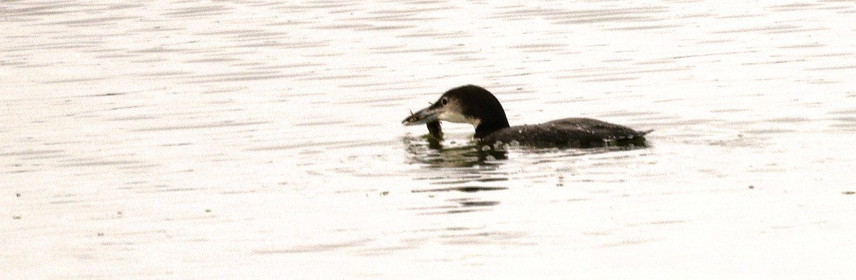 Buz Dalgıcı - ML647533876