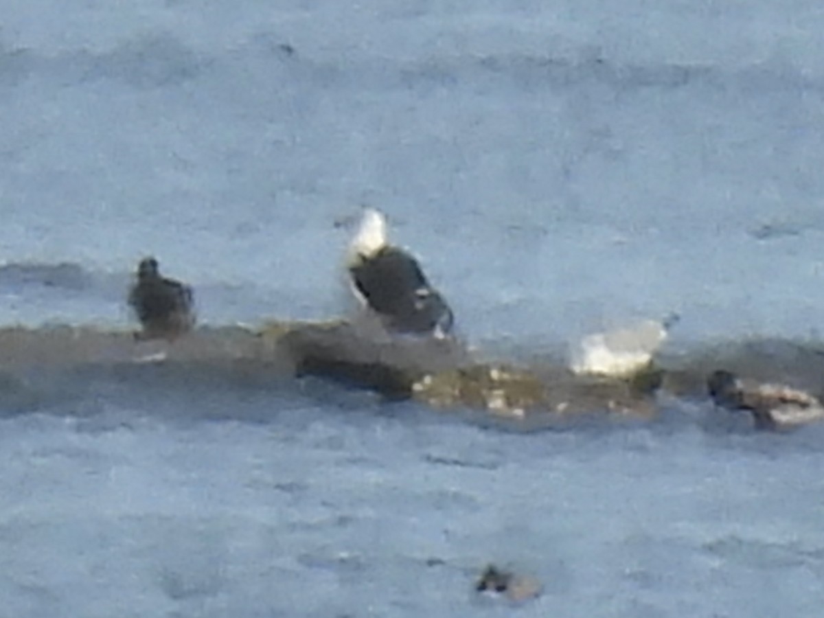 Mantelmöwe - ML647533895