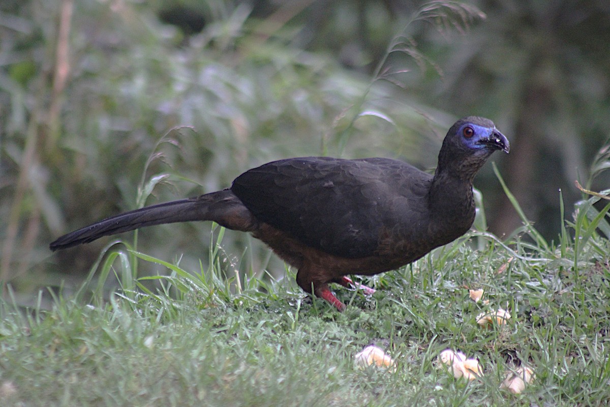 Sickle-winged Guan - ML647533907