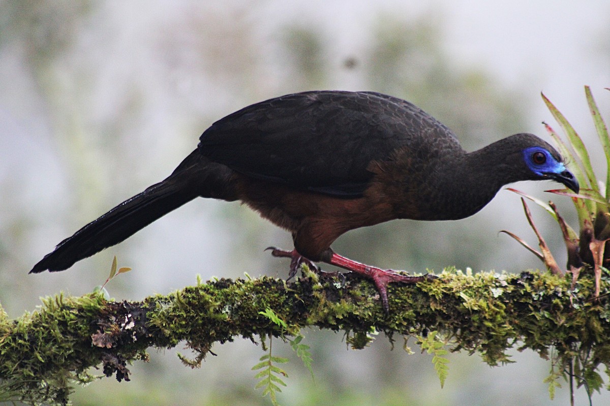Sickle-winged Guan - ML647533908