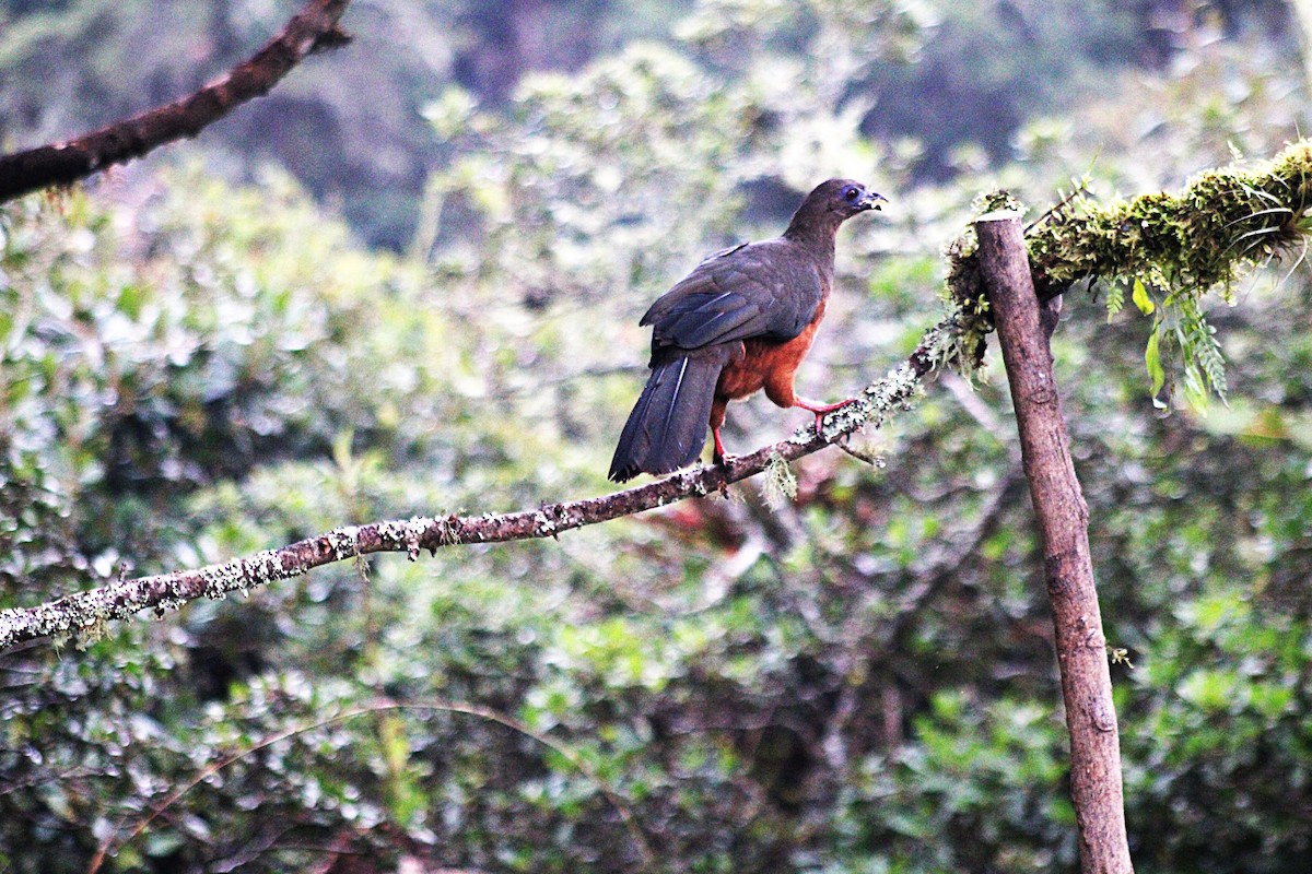 Sickle-winged Guan - ML647533909