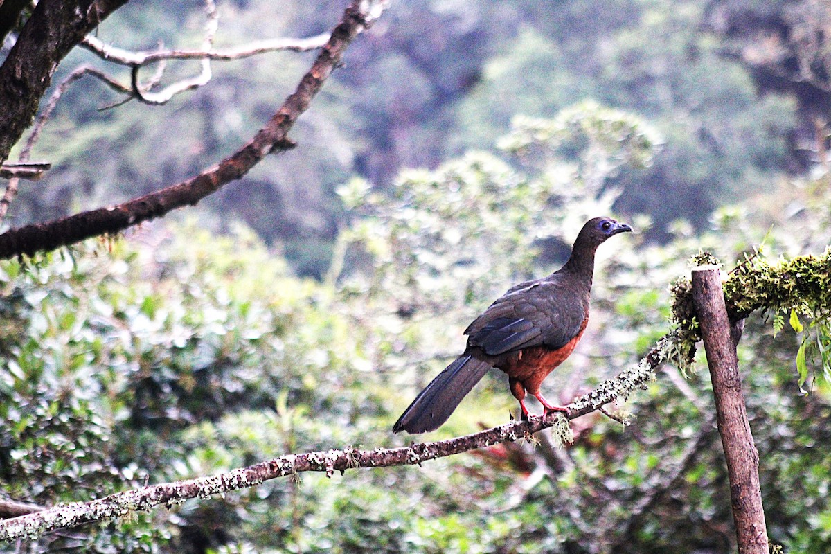 Sickle-winged Guan - ML647533910