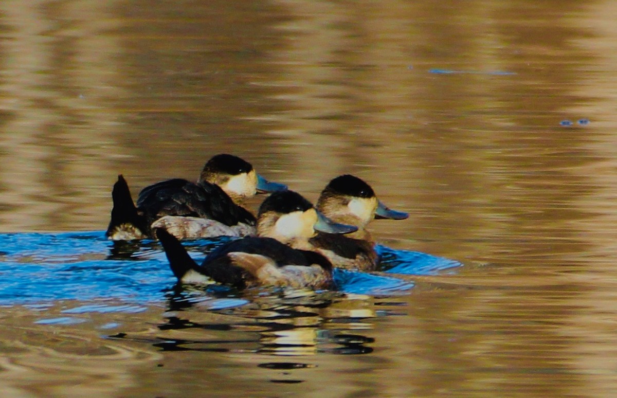 Amerika Dikkuyruğu - ML647533921