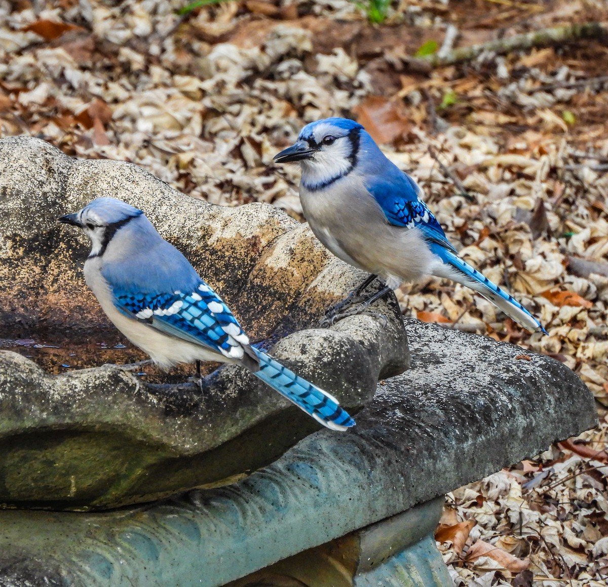 Blue Jay - ML647533922