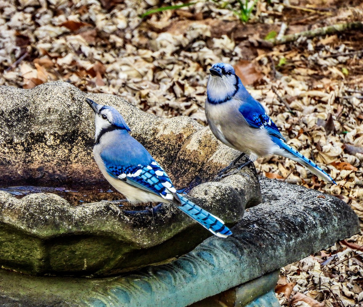 Blue Jay - ML647533923