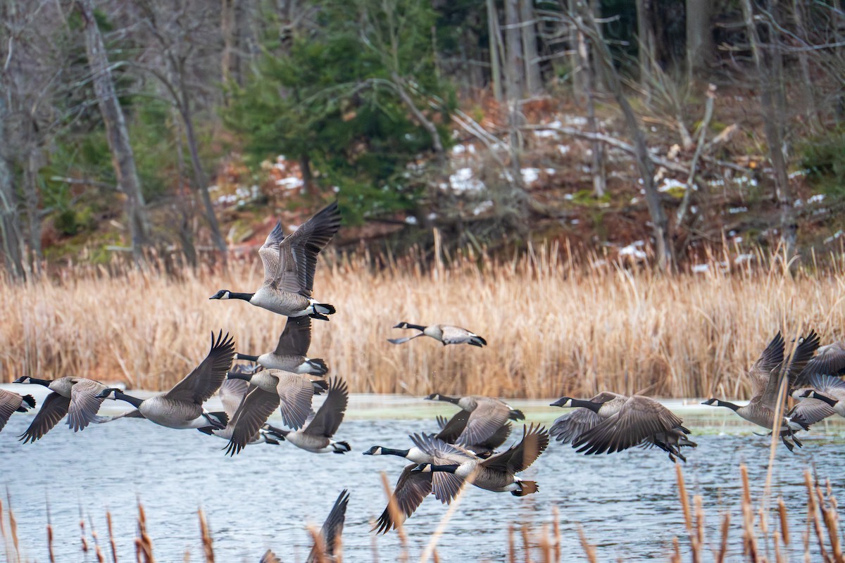 Canada Goose - ML647533924