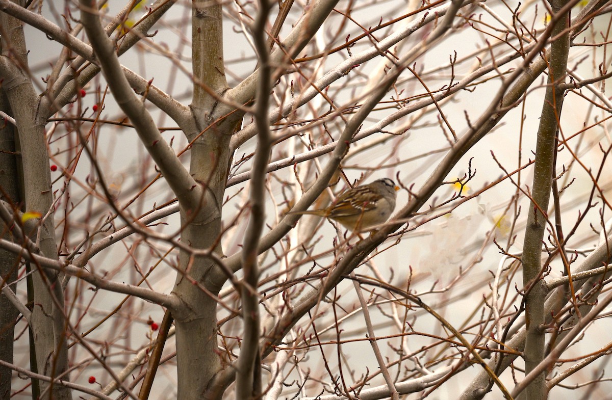 Porsuk Serçesi - ML647533930