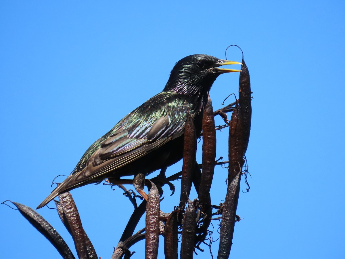 Arabazozo pikarta - ML647533944