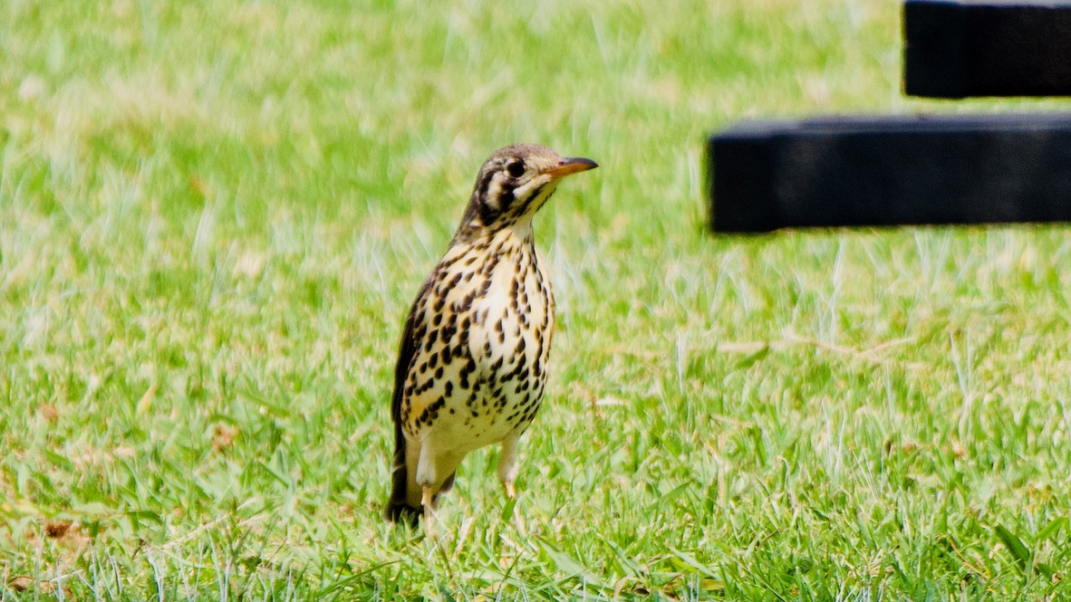 Groundscraper Thrush - ML647533973