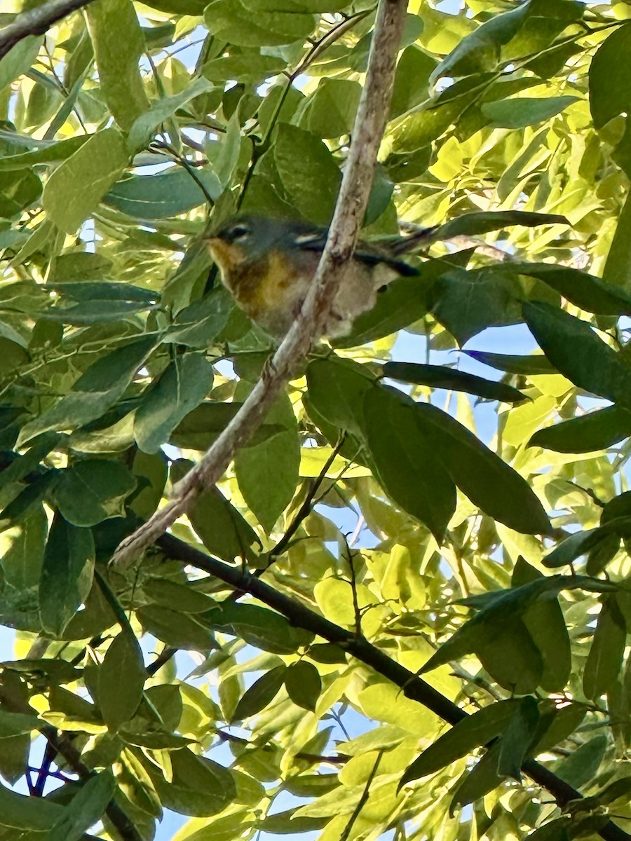 Northern Parula - ML647533993