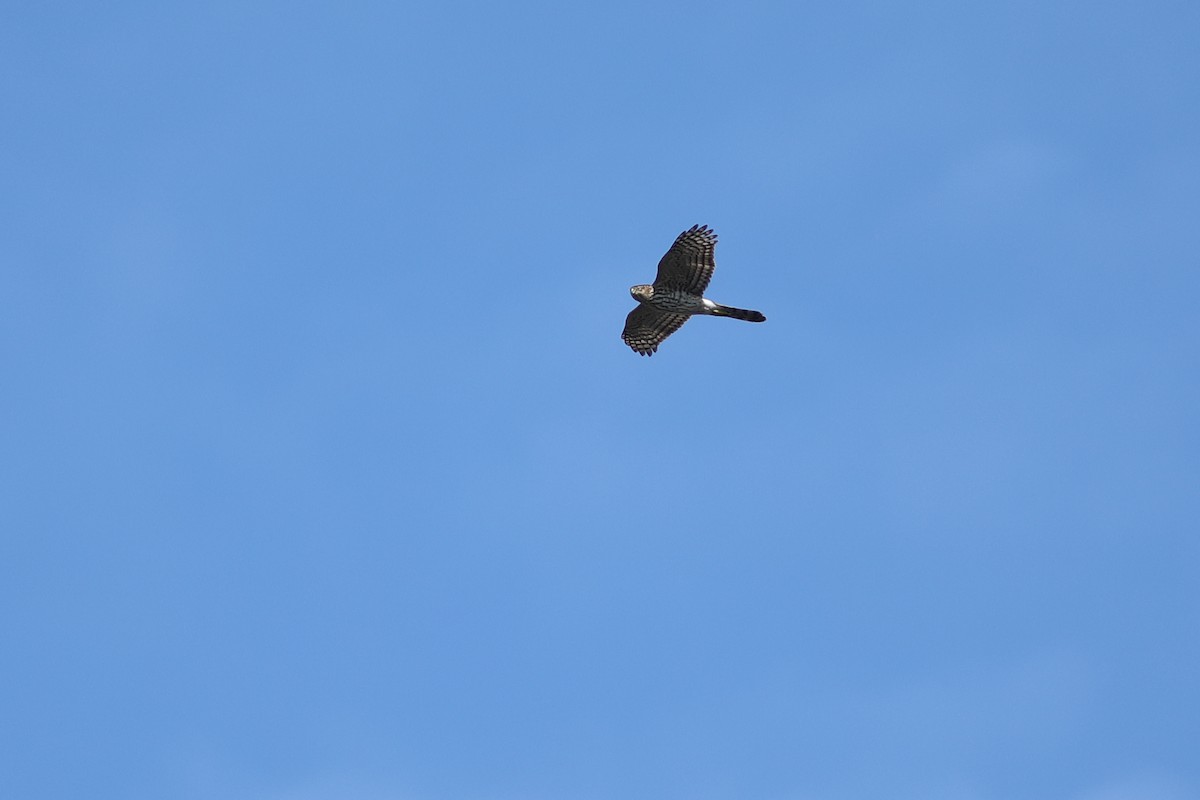 Cooper's Hawk - ML647534013