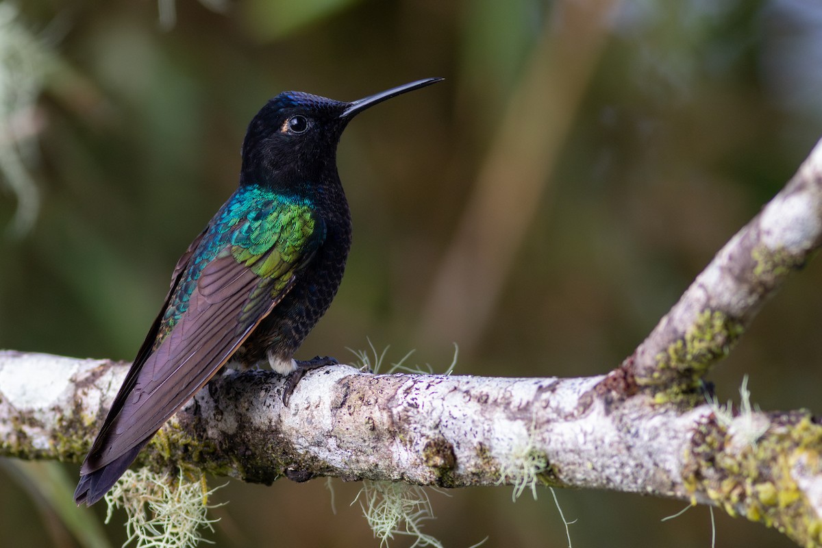 Velvet-purple Coronet - ML647534017