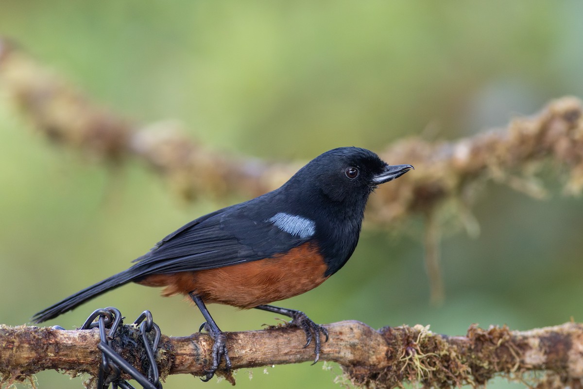 Chestnut-bellied Flowerpiercer - ML647534022