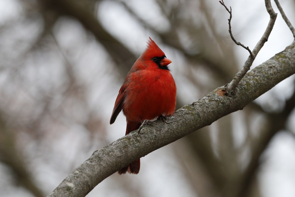 rødkardinal - ML647534039