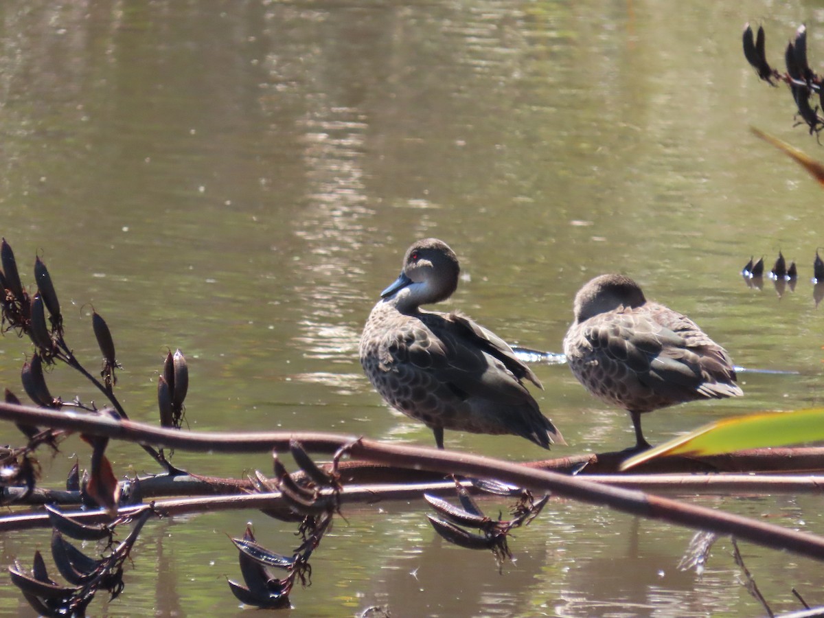 Zertzeta grisa - ML647534044