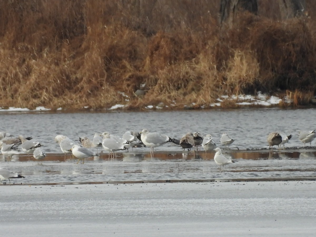 gull sp. - ML647534045