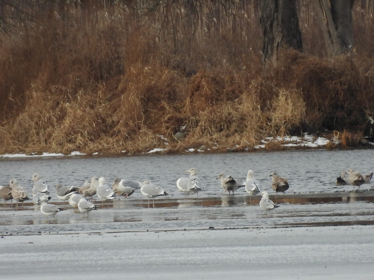 gull sp. - ML647534046