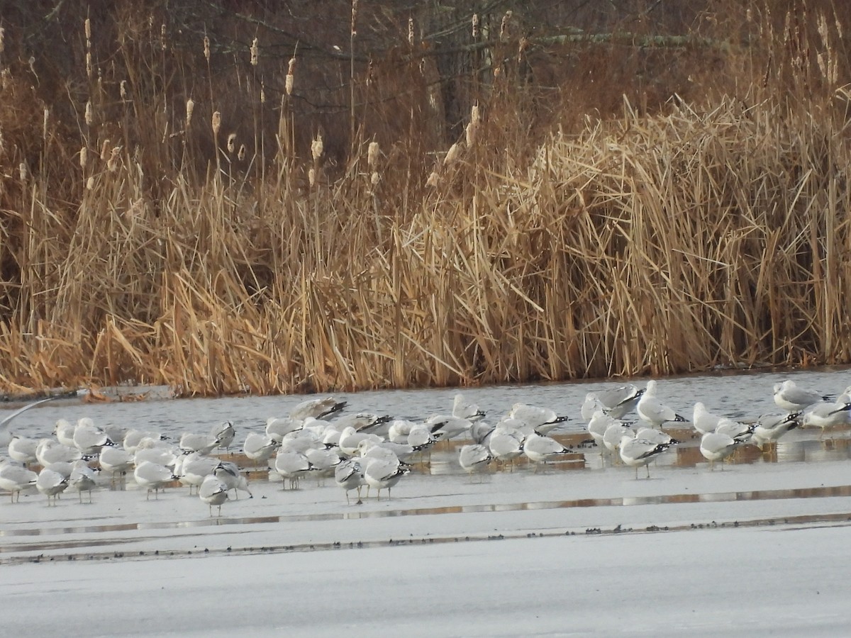 gull sp. - ML647534047