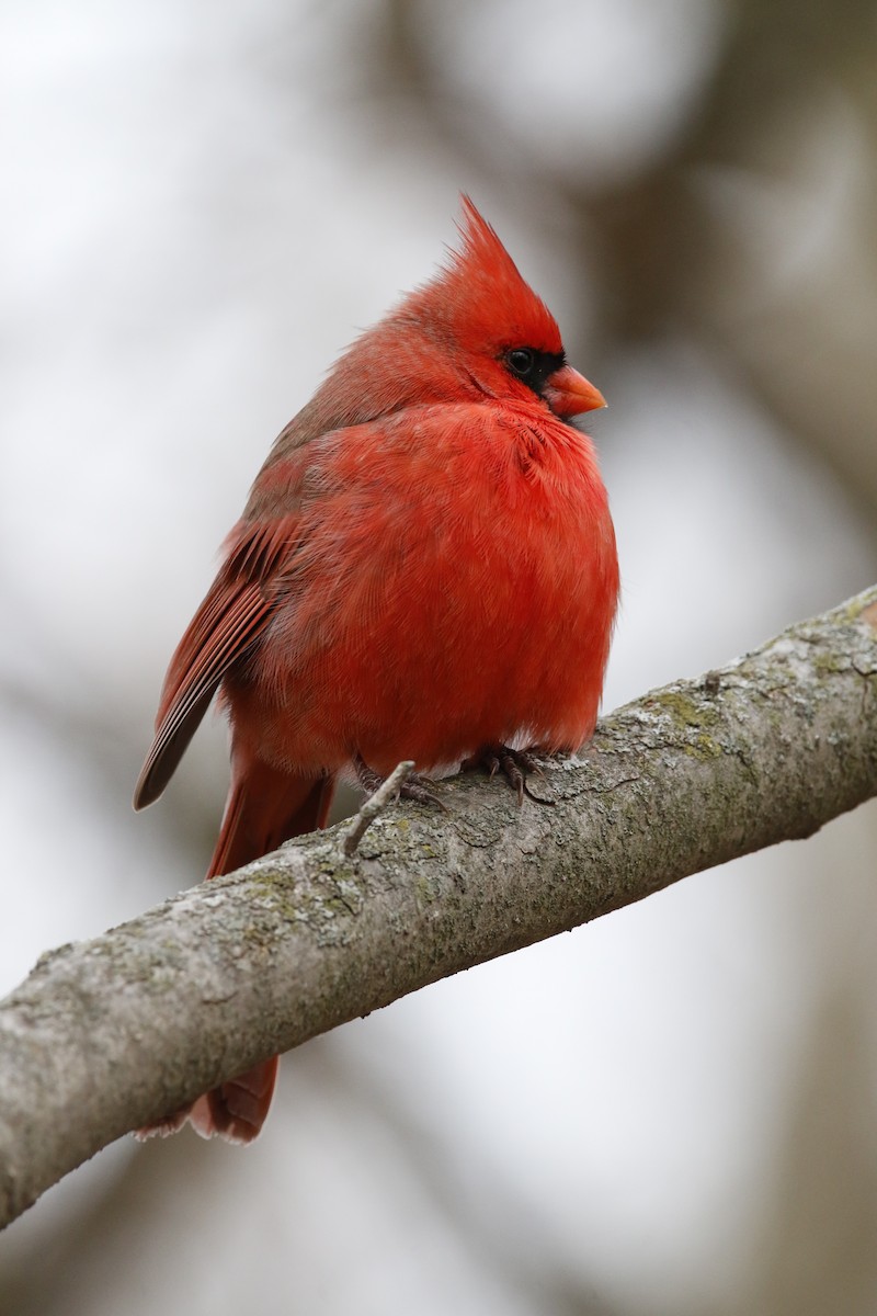 rødkardinal - ML647534049