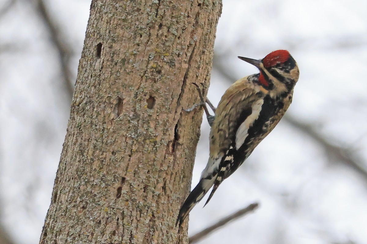 Pic maculé - ML647534059