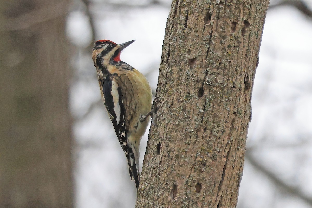 Pic maculé - ML647534060