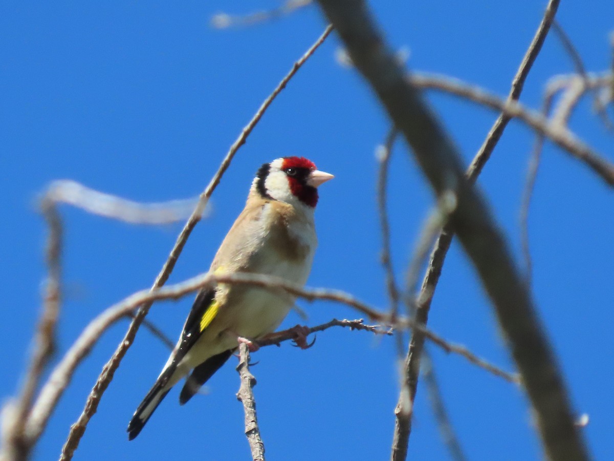 Kardantxiloa - ML647534061