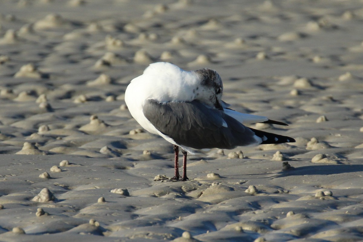 Gabbiano sghignazzante - ML647534066