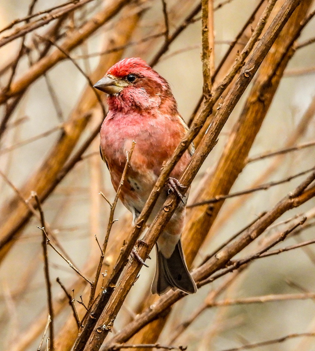 Чечевиця кармінова - ML647534077