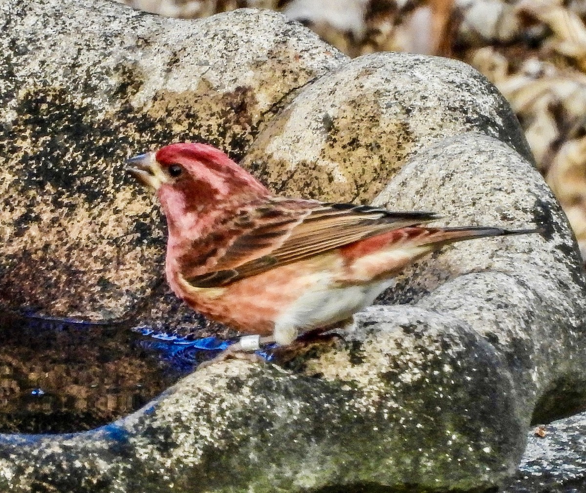 Чечевиця кармінова - ML647534079