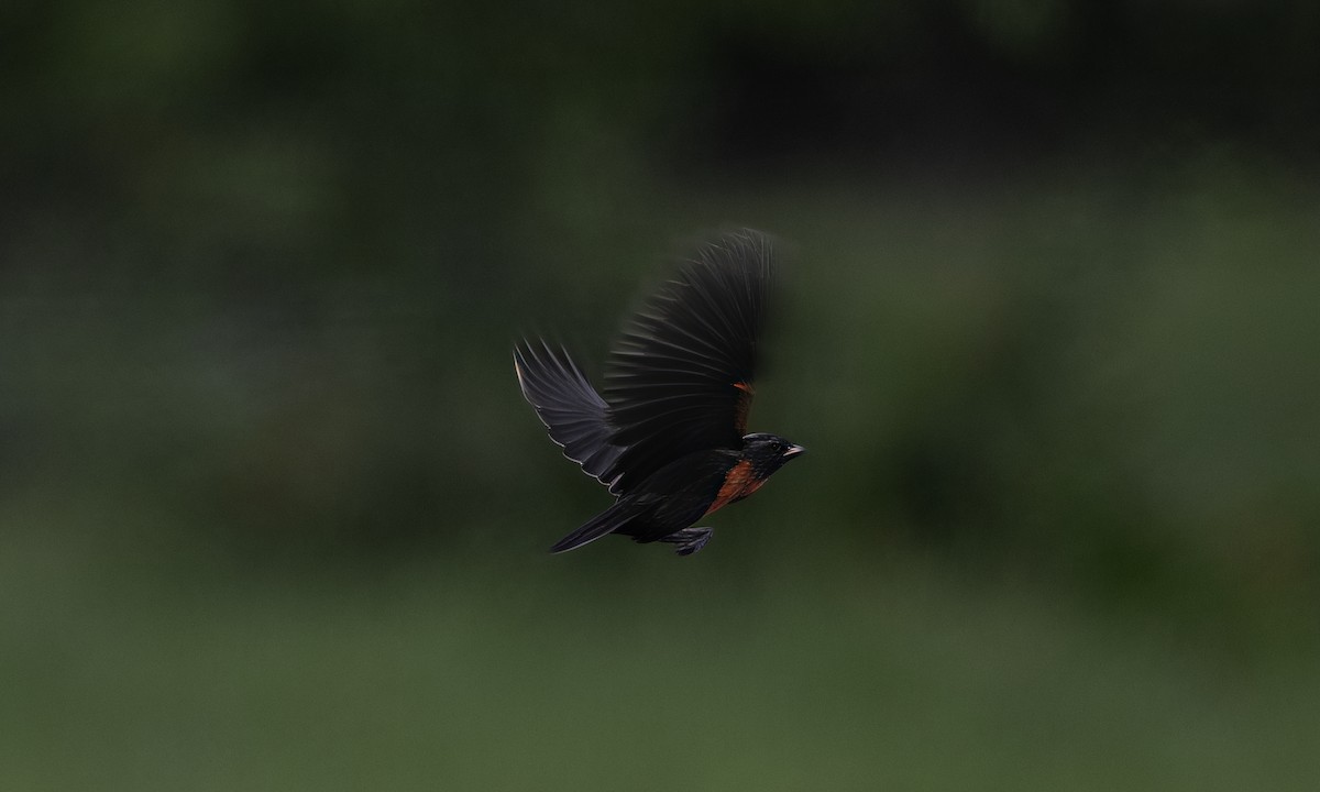 Red-breasted Meadowlark - ML647534080