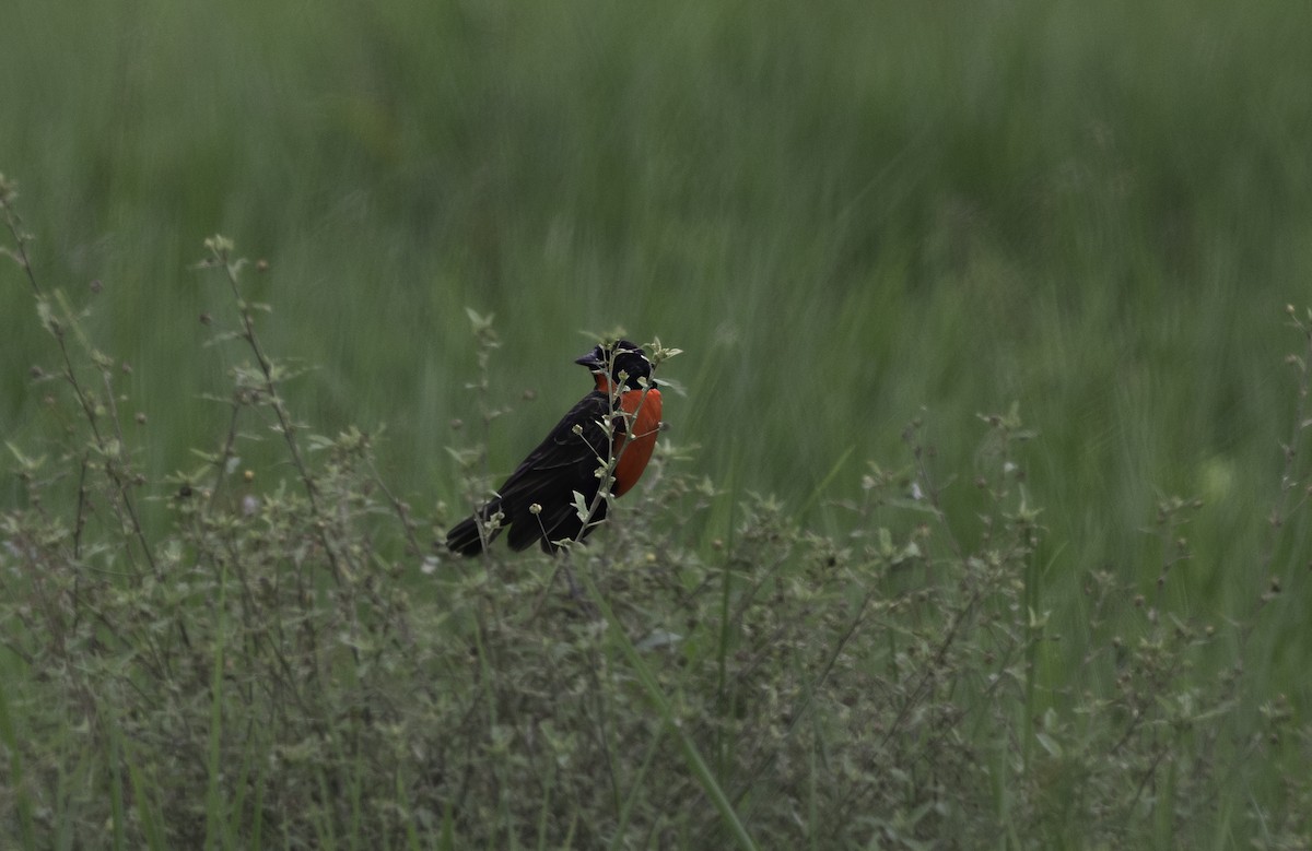 Red-breasted Meadowlark - ML647534081