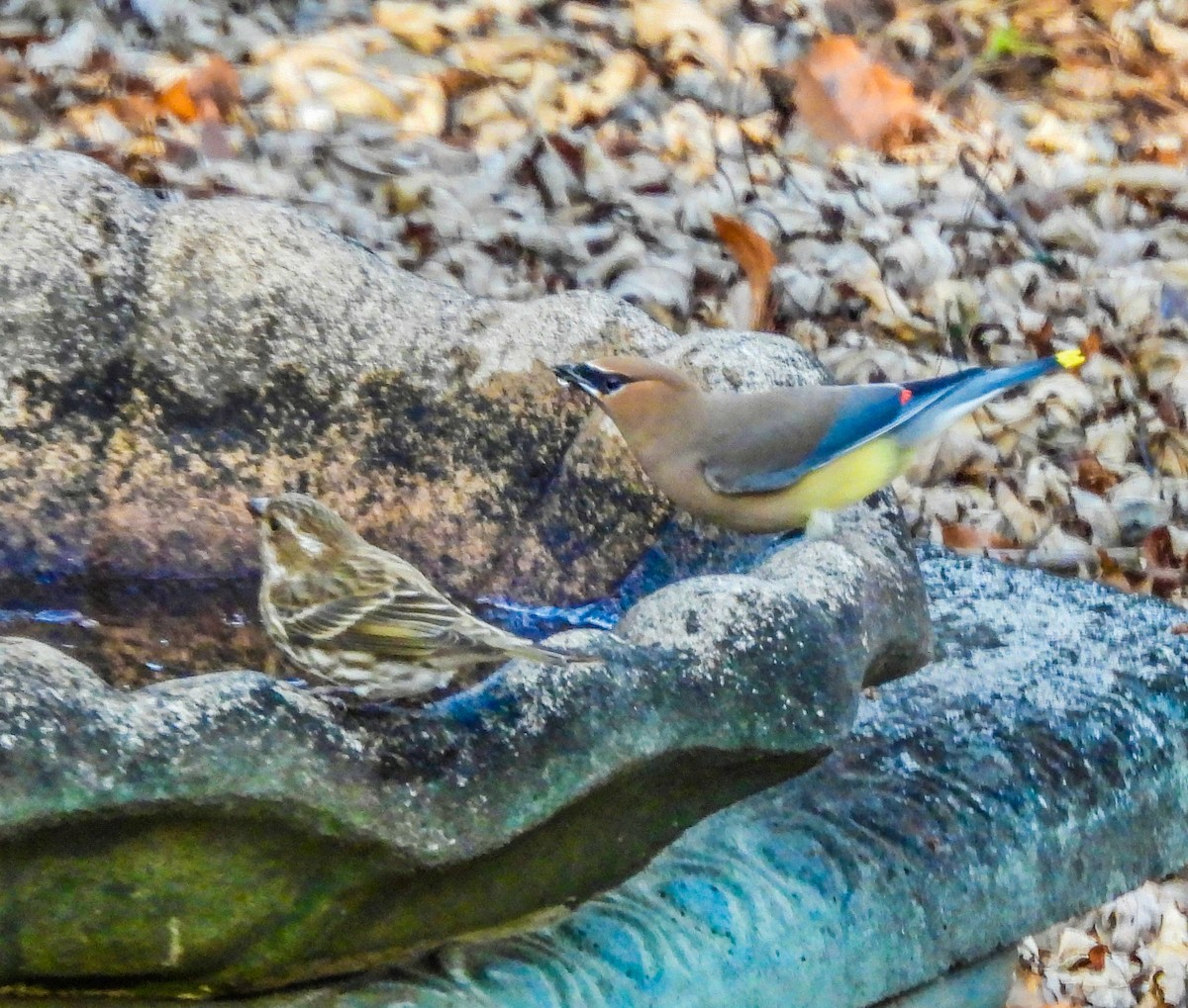 Чечевиця кармінова - ML647534082