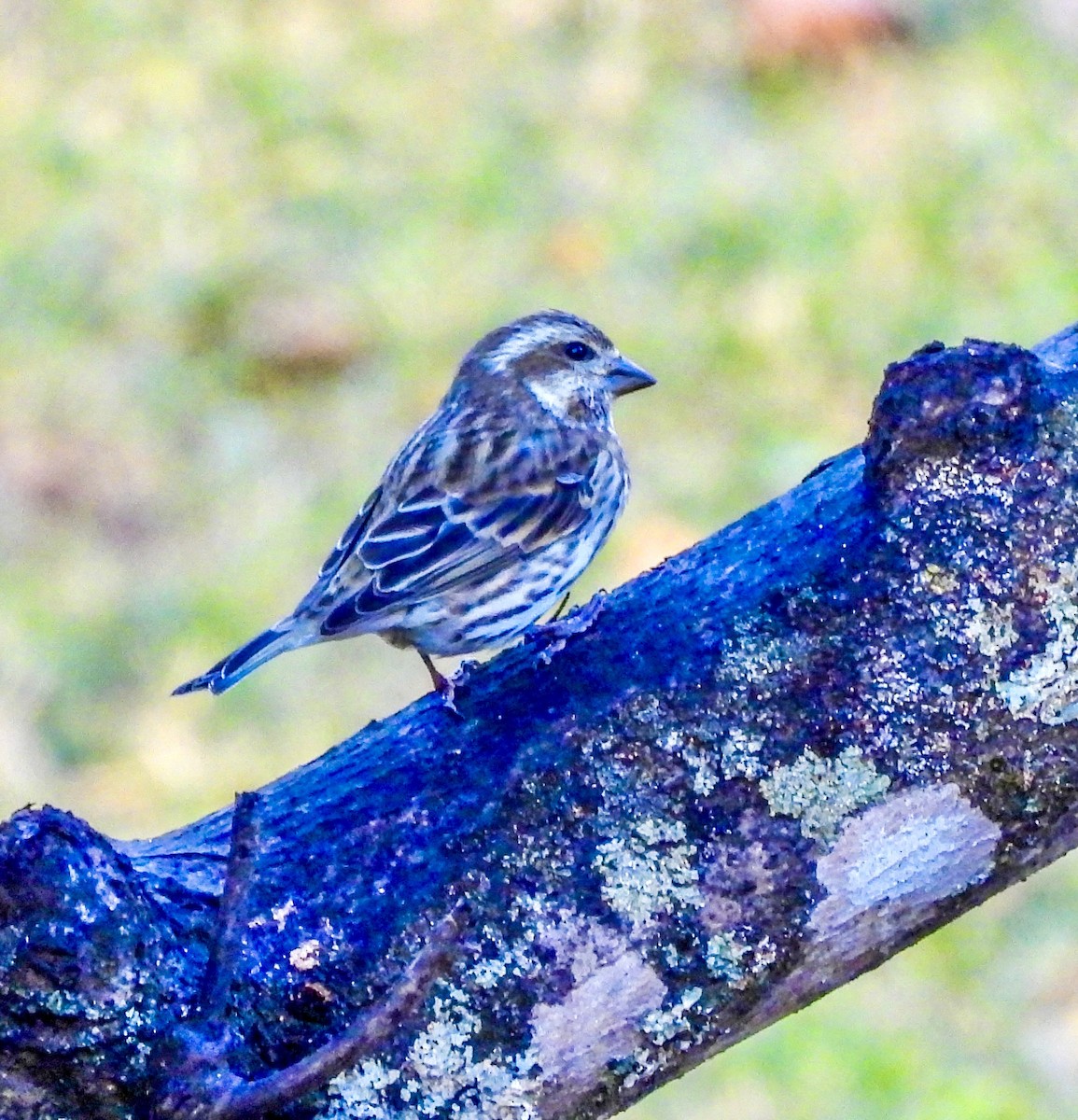 Чечевиця кармінова - ML647534083